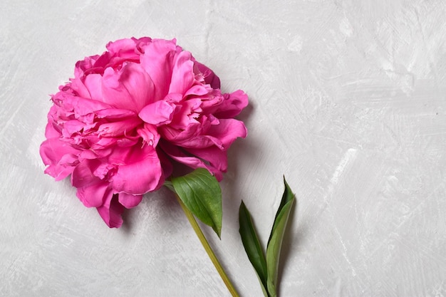 Un primer plano de una flor de peonía rosa se encuentra sobre un fondo gris minimalismo Espacio para copiar Vista superior de posición plana