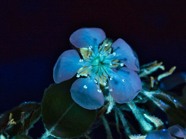 Foto primer plano de la flor de la pera bajo luz ultravioleta