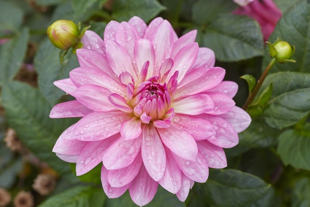 Primer plano de una flor de pétalos de color rosa llamada Dalia.