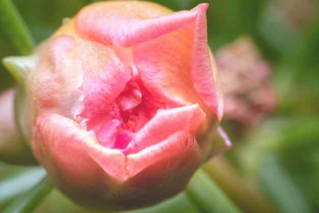 Primer plano de flor de ping macro