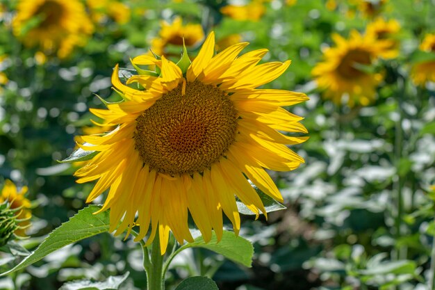 Primer plano de la flor de una planta de girasol