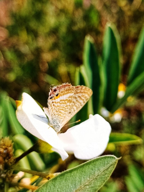 Foto primer plano de la flor en la planta