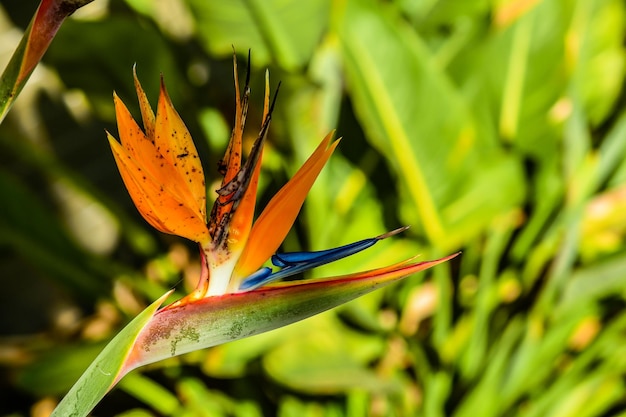 Foto primer plano de la flor en la planta