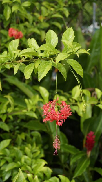 Foto primer plano de la flor en la planta