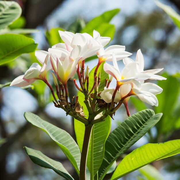 Primer plano de flor de plumeria