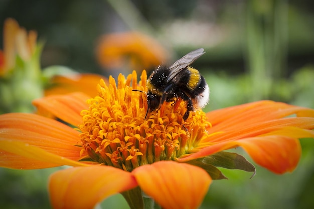 Primer plano de la flor polinizada por la abeja melífera