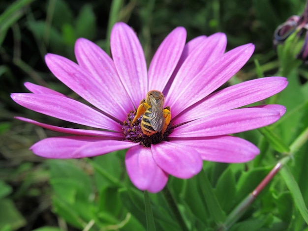 Foto primer plano de una flor polinizada por una abeja