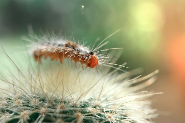 Foto primer plano de una flor polinizada por una abeja