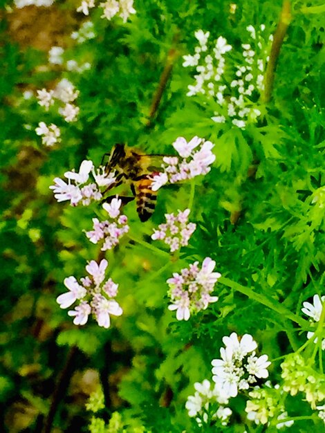 Foto primer plano de una flor polinizada por las abejas