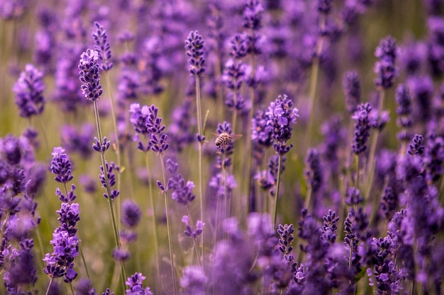 Primer plano de la flor polinizada por las abejas