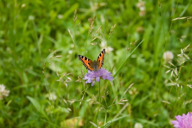 Primer plano de una flor polinizada por una mariposa