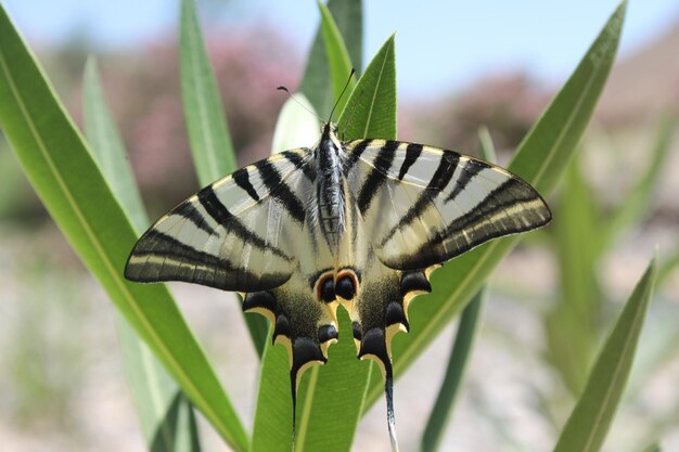 Foto primer plano de una flor polinizada por una mariposa