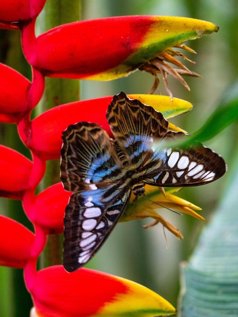 Foto primer plano de una flor polinizada por una mariposa