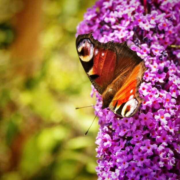 Primer plano de una flor polinizada por una mariposa