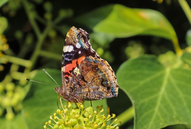 Primer plano de una flor polinizada por una mariposa