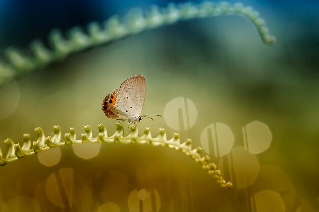 Foto primer plano de una flor polinizada por una mariposa