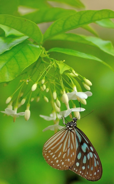 Primer plano de una flor polinizada por una mariposa