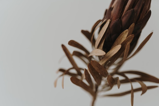 Primer plano de flor de protea hermosa borrosa Composición floral de lujo estético