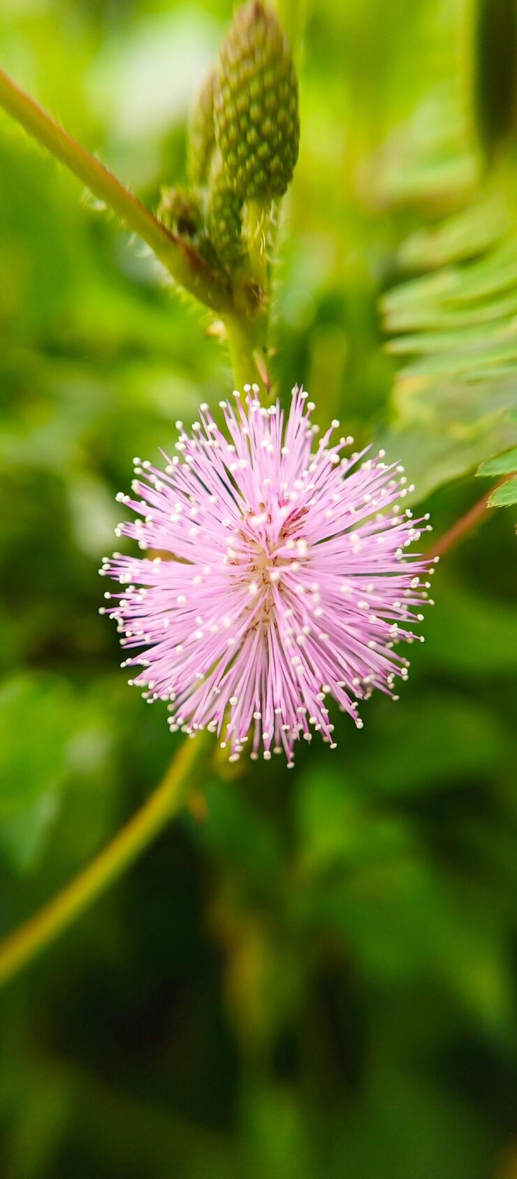 un primer plano de una flor con puntos blancos en ella