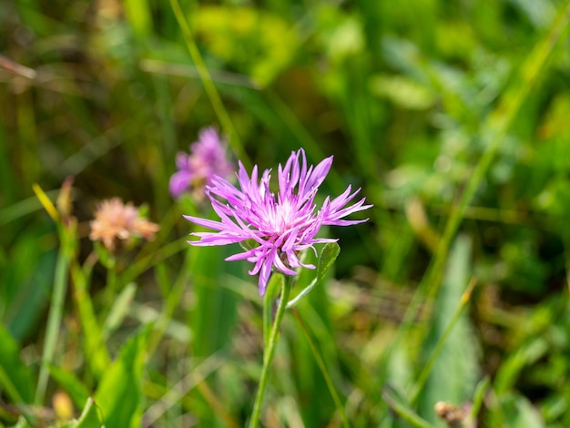 Primer plano de una flor púrpura de Aizoaceae en los rayos del sol diurno enfoque selectivo