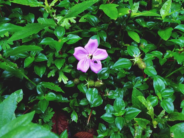 Foto primer plano de una flor púrpura floreciendo en un parque