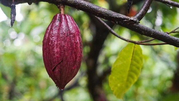 Primer plano de una flor púrpura fresca colgada en un árbol