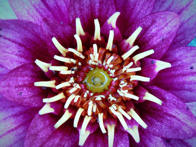 Foto primer plano de una flor púrpura fresca floreciendo en el jardín