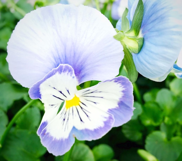 Foto primer plano de una flor púrpura fresca