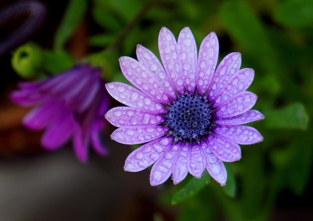 Foto primer plano de una flor púrpura húmeda que florece al aire libre