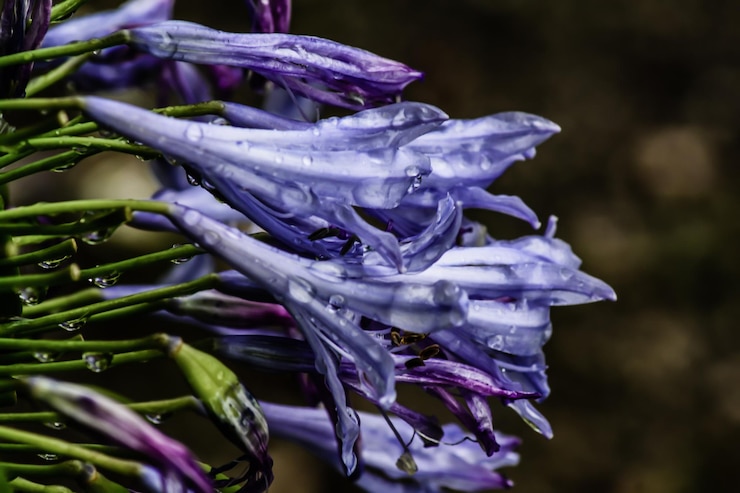 Foto primer plano de una flor púrpura húmeda