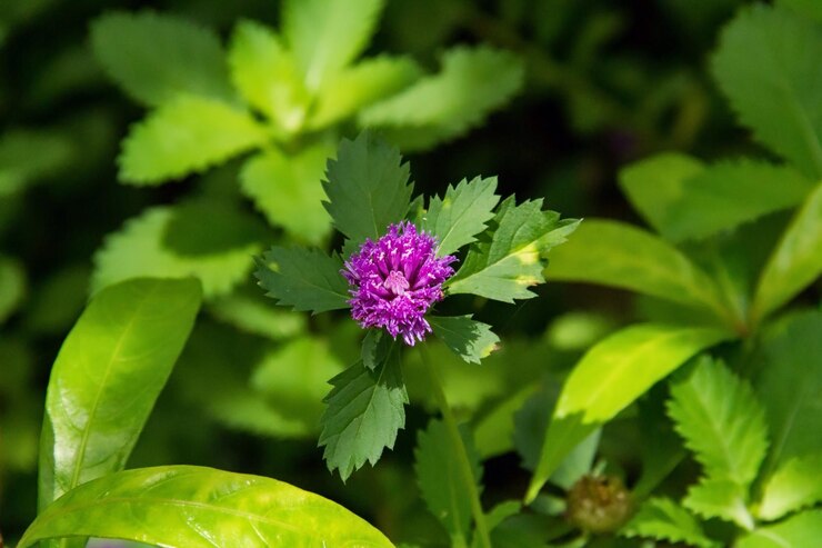 Foto primer plano de una flor púrpura que florece al aire libre