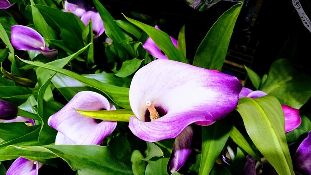 Foto primer plano de una flor púrpura que florece al aire libre