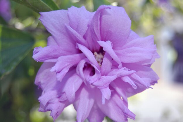 Primer plano de una flor púrpura que florece al aire libre