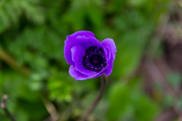 Foto primer plano de la flor púrpura