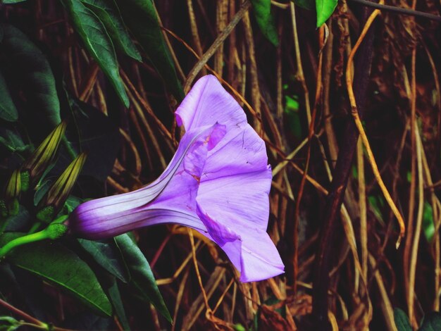 Foto primer plano de la flor púrpura