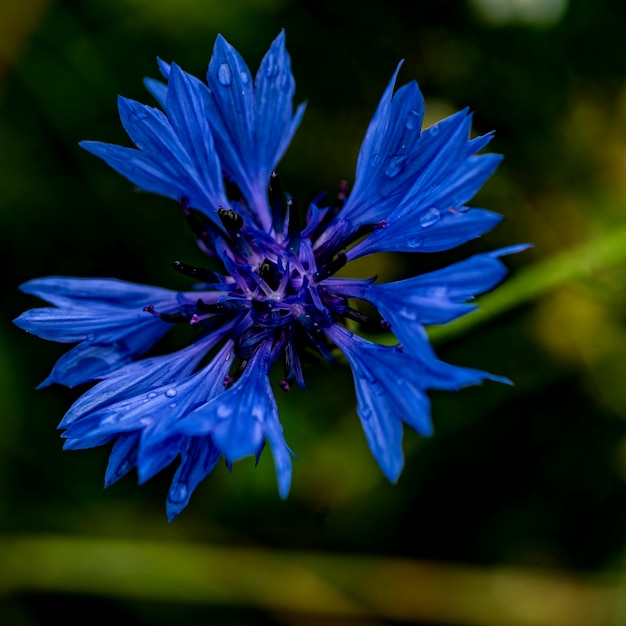 Primer plano de la flor púrpura