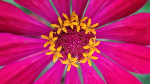 Foto primer plano de la flor púrpura