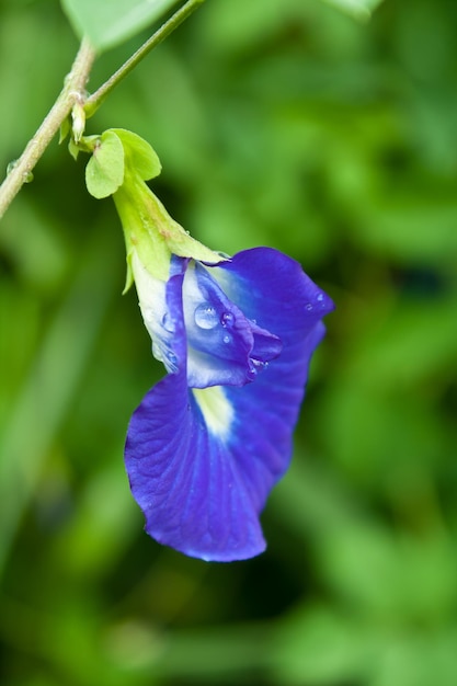 Foto primer plano de la flor púrpura