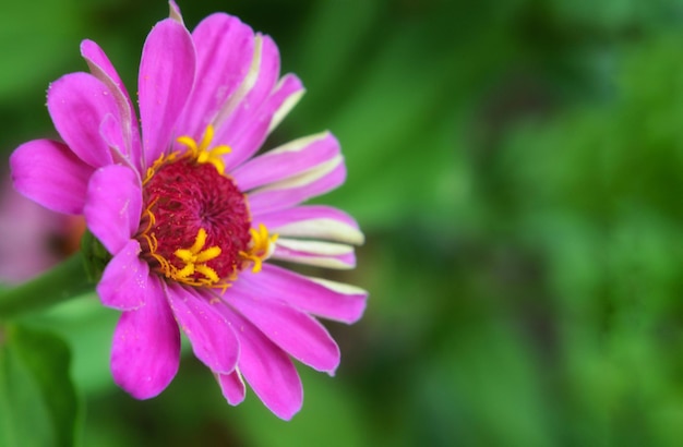 Foto primer plano de la flor púrpura