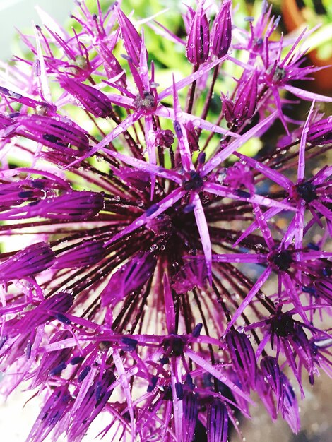 Foto primer plano de la flor púrpura