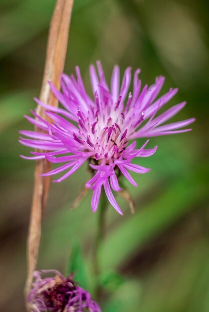 Foto primer plano de la flor púrpura