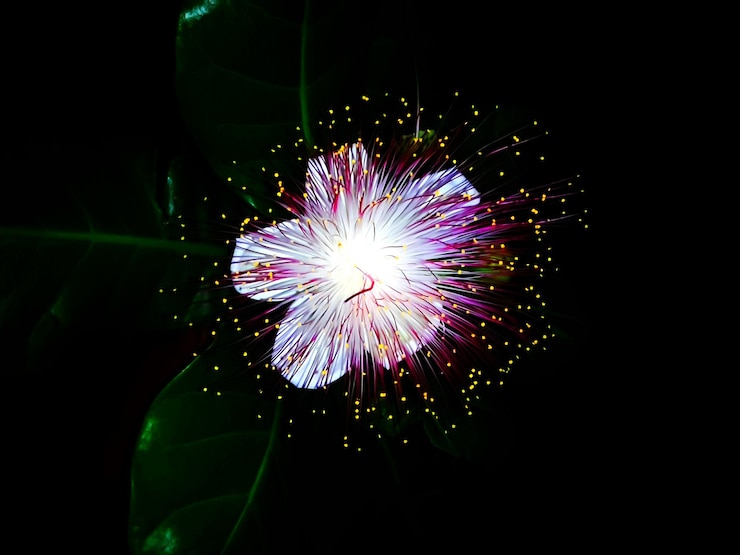 Foto primer plano de la flor púrpura