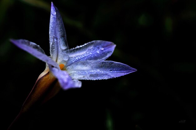 Primer plano de la flor púrpura