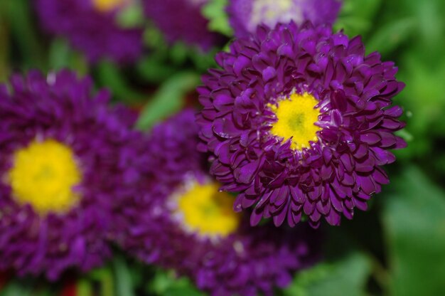 Foto primer plano de la flor púrpura