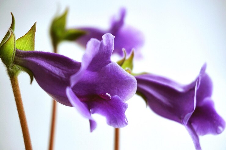 Foto primer plano de la flor púrpura