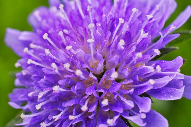 Foto primer plano de la flor púrpura