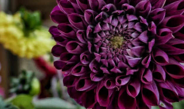 Foto primer plano de la flor púrpura