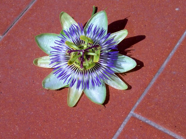 Foto primer plano de la flor púrpura