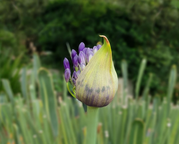Foto primer plano de la flor púrpura