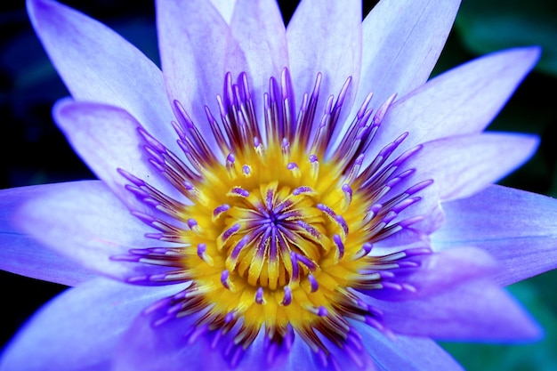Primer plano de la flor púrpura